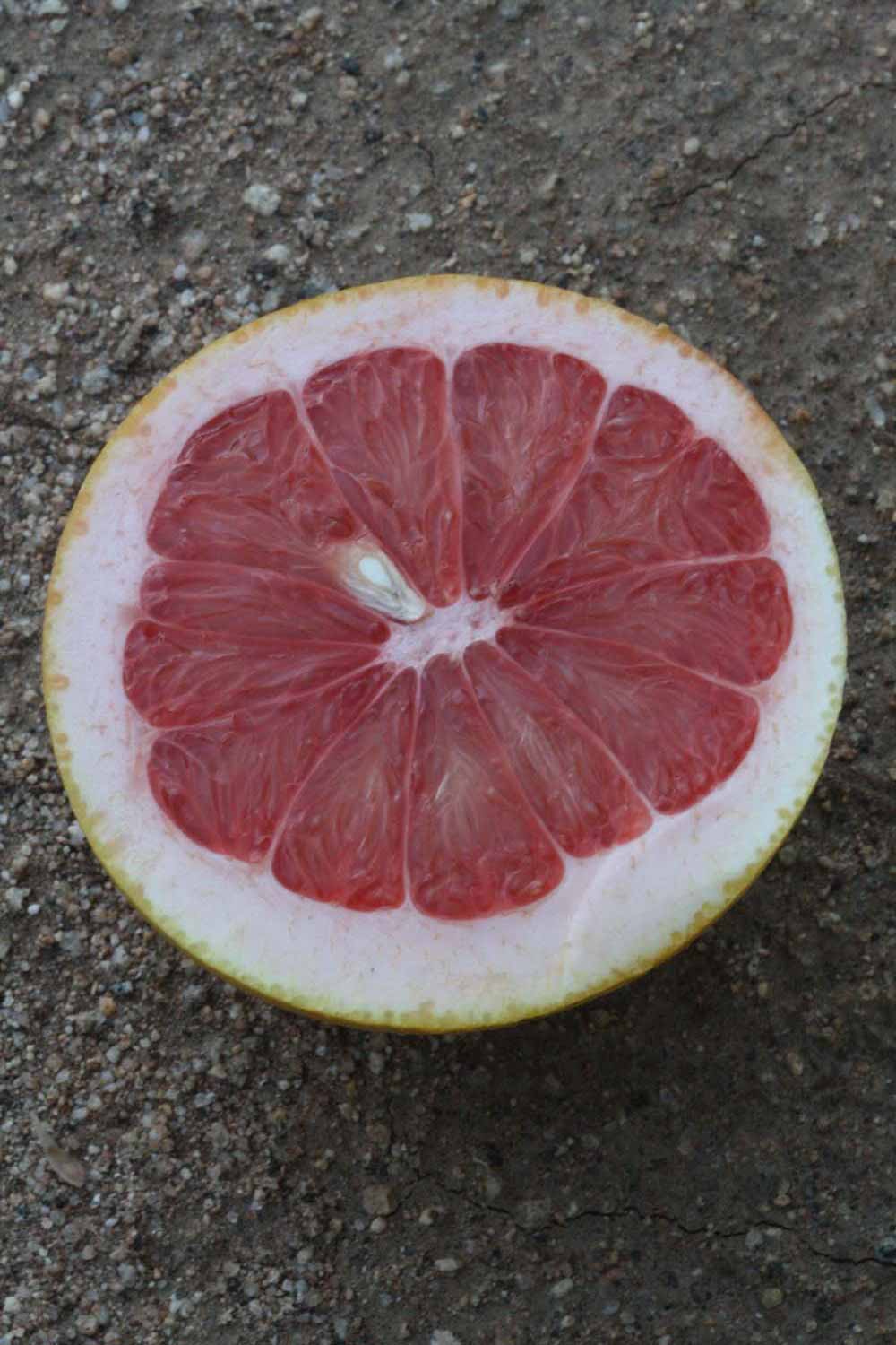            Fruit cross-section (Riverside, CA)   